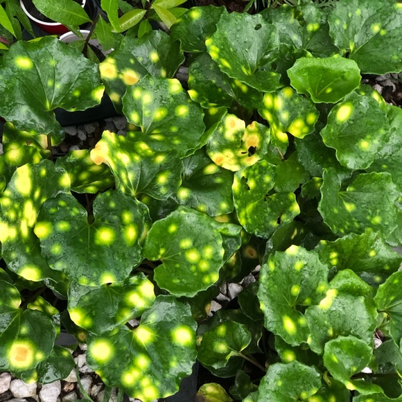 The Plant Bazaar Accessories - 6” Farfugium Firefly